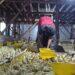 Usaha Ternak Ayam jadi Inspirasi Bagi Para Purna PMI 