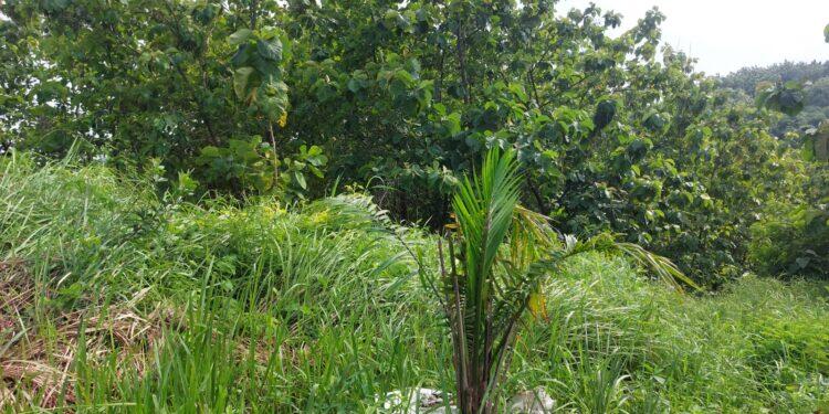 Tindaklanjuti Larangan Gubernur Jabar, Lahan Sawit Cigobang Akan Dialihkomoditas