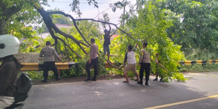 Pohon Besar Tumbang