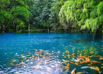7 Wisata Kuningan yang Lagi Hits Januari 2026