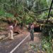 Pohon Tumbang