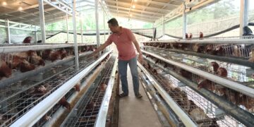 BUMDes Sejahtera Mandiri Desa Penpen Rintis Budidaya Ayam Petelur