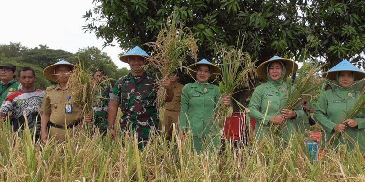 Dandim 0614/Kota Cirebon Laksanakan Panen Padi di Poktan Sidemung