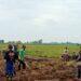 Majalengka Dukung Program Bongkar Ratoon Tebu untuk Swasembada Gula Nasional