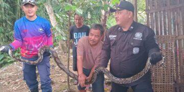 Masuk Kandang Ayam, Ular Sanca 4 Meter Dievakuasi Damkar Kuningan