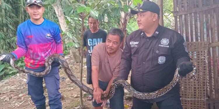 Masuk Kandang Ayam, Ular Sanca 4 Meter Dievakuasi Damkar Kuningan