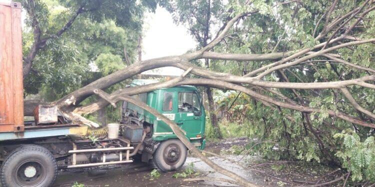 Angin Kencang Robohkan Pohon, Jalur Pantura Pangenan Sempat Tersendat