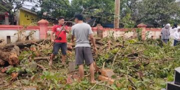 Puluhan Pohon Tumbang