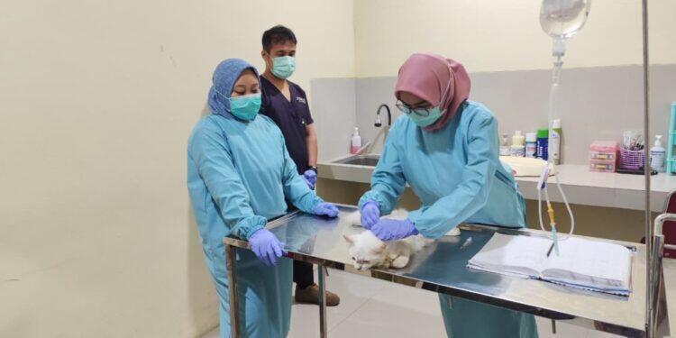 Puskeswan DKPPP Kota Cirebon Layani Kesehatan Hewan dengan Tarif yang Terjangkau