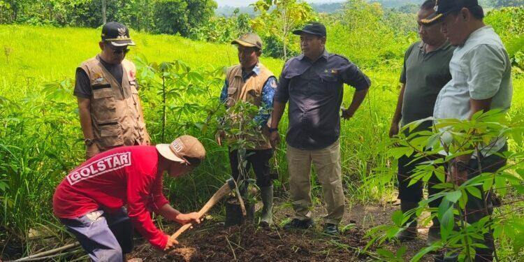 Eks Kebun Sawit Cigobang Dialihfungsikan, Ratusan Tanaman Produktif Mulai Ditanam