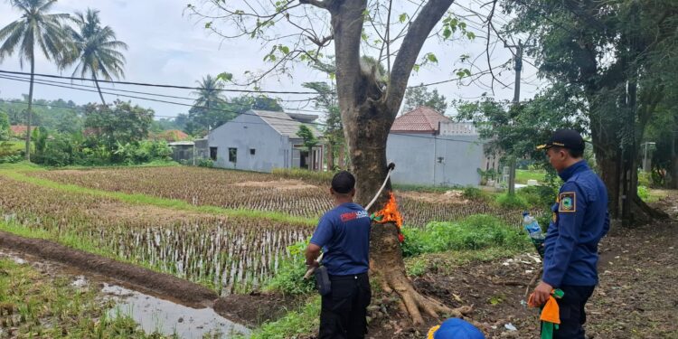 Damkar Kuningan Musnahkan Sarang Ulat Bulu yang Resahkan Warga Desa Pagundan