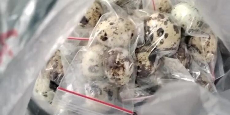 Telur Diduga Busuk Warnai Hari Pertama MBG di Awal Ramadan