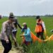 Penemuan Jasad Membusuk di Sawah Desa Sumber Kulon Ternyata Warga Jatiraga, Jatitujuh