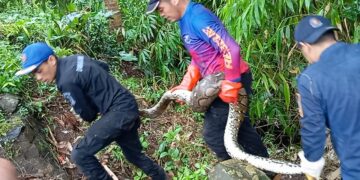 Damkar Kuningan Tangkap Ular Sanca di Kebun Warga Desa Kramatwangi