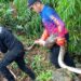 Damkar Kuningan Tangkap Ular Sanca di Kebun Warga Desa Kramatwangi