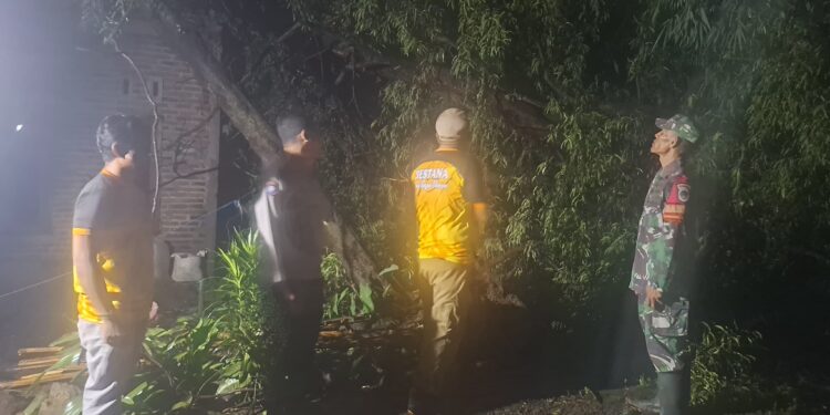 Hujan Disertai Angin Kencang, Pohon Tumbang Timpa Dua Rumah di Kerandon
