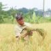 Kuningan Panen Lebih Dulu, 78 Persen Sawah Tuntas Dipanen hingga Maret 2026