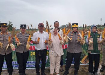 Polsek Lemahabang Panen Raya Jagung 9 Ha Bukti Nyata Dukung Ketahanan Pangan