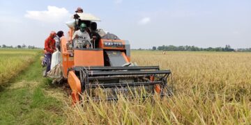 Musim Panen Rendeng Tiba, Mesin Panen Moderen Combeni Harvester Laris Manis