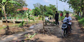 Kesal, Warga Gadingan Tanam Pisang di Tengah Jalan