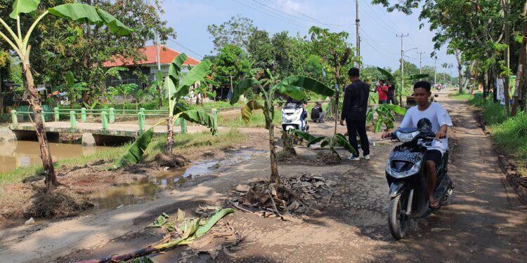 Kesal, Warga Gadingan Tanam Pisang di Tengah Jalan