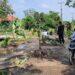Kesal, Warga Gadingan Tanam Pisang di Tengah Jalan