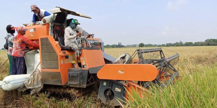 Isu Kenaikan BBM Sempat Merebak, Bikin Was Was Kaum Petani di Majalengka
