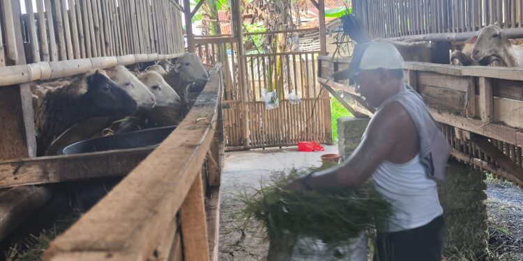 Permintaan Tinggi Pasca Lebaran, Harga Kambing di Ciledug Naik hingga Rp500 Ribu