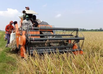 Petani Majalengka Utara Sumringah, Harga GKP Tinggi 