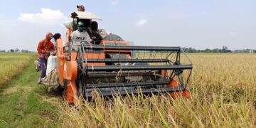 Petani Majalengka Utara Sumringah, Harga GKP Tinggi 