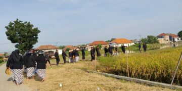 Warga Suranenggala Gelar Tradisi Mapag Sri Jelang Panen Raya