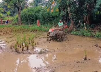 Kemarau Tahun Ini Diprediksi Lebih Awal, Petani Majalengka Diminta Percepat Tanam MT II