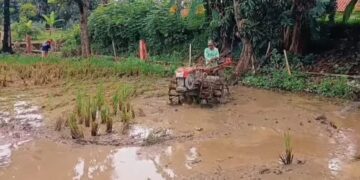 Kemarau Tahun Ini Diprediksi Lebih Awal, Petani Majalengka Diminta Percepat Tanam MT II