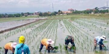 Babinsa Turun ke Sawah Dampingi Petani Tanam Padi Musim Kedua