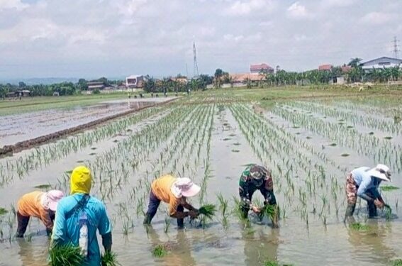 Babinsa Turun ke Sawah Dampingi Petani Tanam Padi Musim Kedua