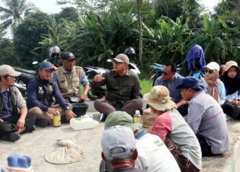 Wereng Disikat, 20 Hektare Sawah di Kuningan Diselamatkan dari Ancaman Puso