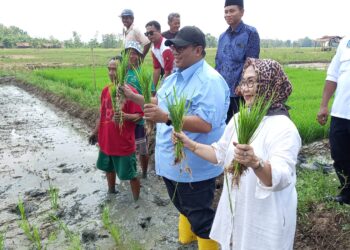 DPRD Jabar dan DPRD Cirebon Turun ke Sawah, Soroti Krisis Pengairan di Karangwareng