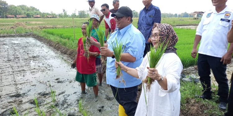 DPRD Jabar dan DPRD Cirebon Turun ke Sawah, Soroti Krisis Pengairan di Karangwareng