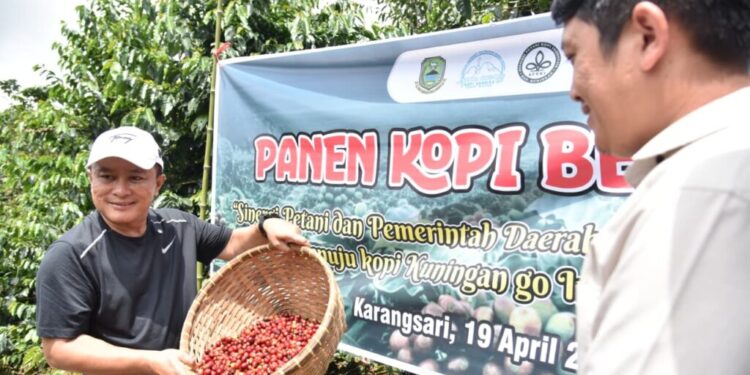 Kopi Kuningan Tembus Pasar Global, Siap Tampil di World of Coffee Asia Bangkok 2026