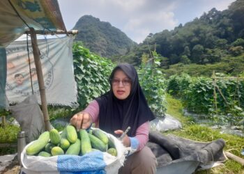 Panen Kedua Timun BUMDes Bobos Tembus 5 Kuintal