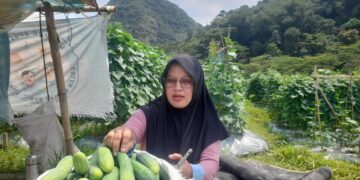 Panen Kedua Timun BUMDes Bobos Tembus 5 Kuintal