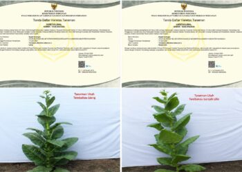 Empat Varietas Tembakau Kuningan Kantongi Sertifikat Nasional