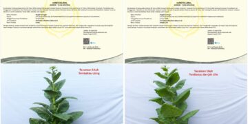 Empat Varietas Tembakau Kuningan Kantongi Sertifikat Nasional