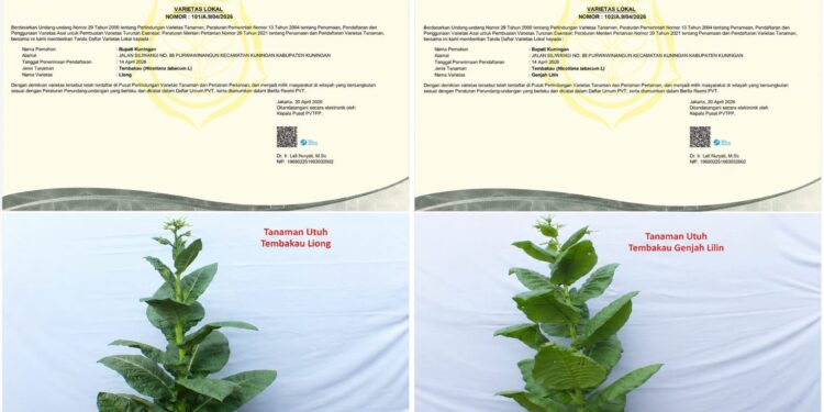 Empat Varietas Tembakau Kuningan Kantongi Sertifikat Nasional