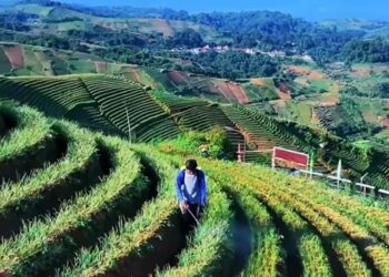 Selain Tempat Wisata, Panyaweuyan Jadi Sentra Pertanian Bawang Merah