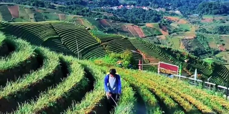 Selain Tempat Wisata, Panyaweuyan Jadi Sentra Pertanian Bawang Merah