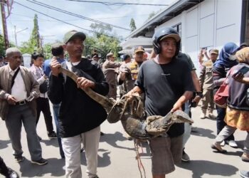 Kepung Pendopo, Ribuan Petani Tambak Indramayu Bawa Biawak Simbol Tolak PSN
