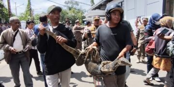 Kepung Pendopo, Ribuan Petani Tambak Indramayu Bawa Biawak Simbol Tolak PSN