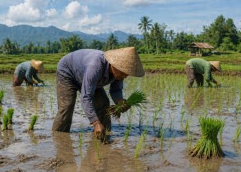 Kemarau Lebih Cepat, Distan Cirebon Siaga Cegah Sawah Kekeringan