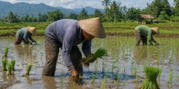 Kemarau Lebih Cepat, Distan Cirebon Siaga Cegah Sawah Kekeringan